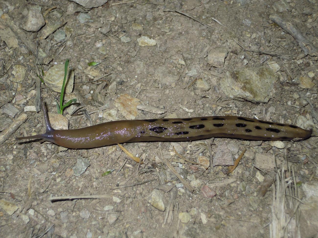 Limax dal Monte Serra (PI)